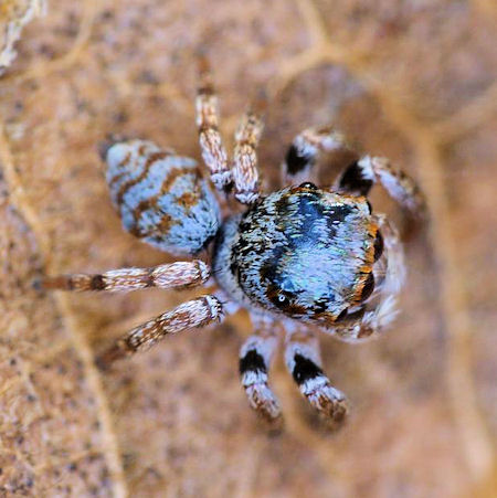 Euryattus bleekeri