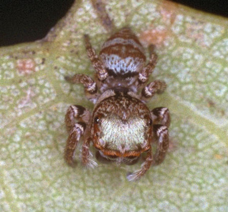 Euryattus bleekeri