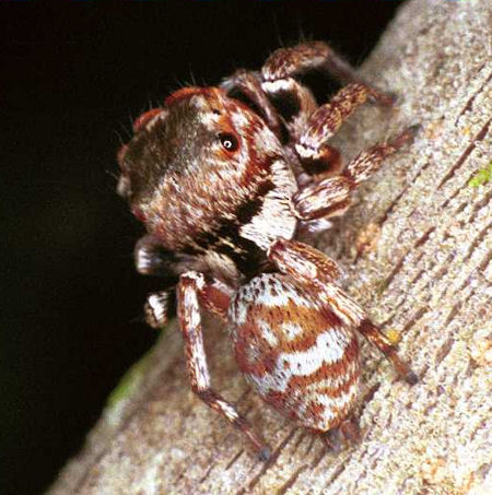 Euryattus bleekeri