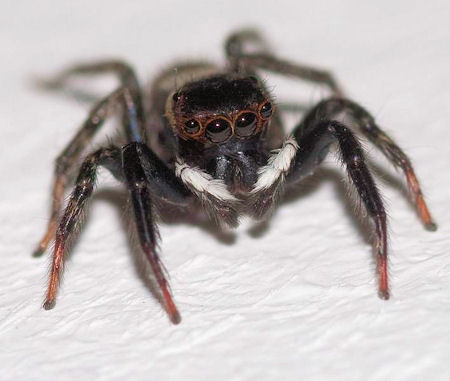 Hasarius adansoni