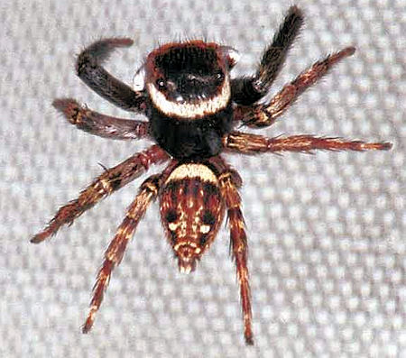 Hasarius adansoni