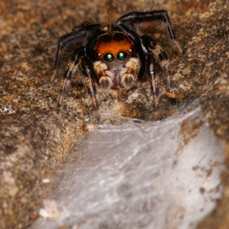 Hypoblemum albovittatum
