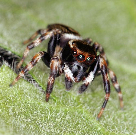 Hypoblemum albovittatum female 
