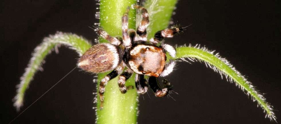Hypoblemum albovittatum female 