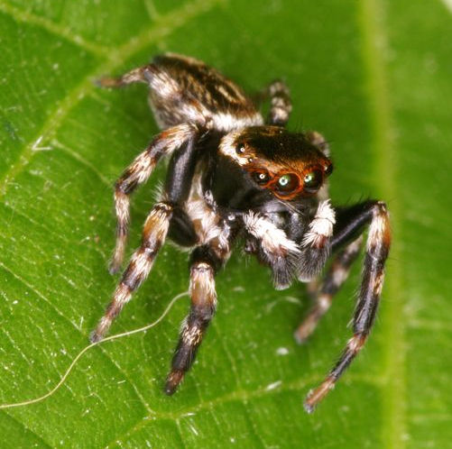 Hypoblemum albovittatum female 