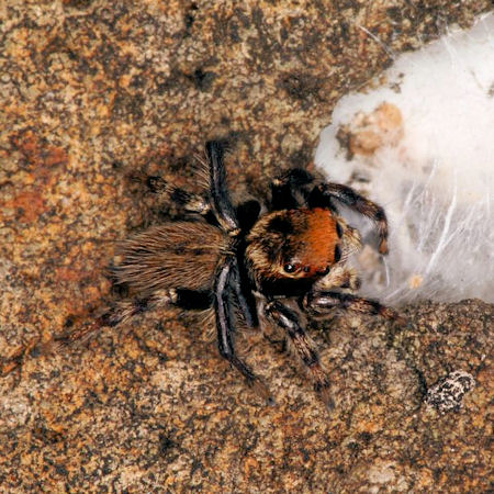Hypoblemum albovittatum