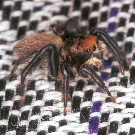 Hypoblemum villosum
