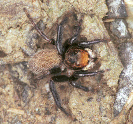 Hypoblemum villosum 