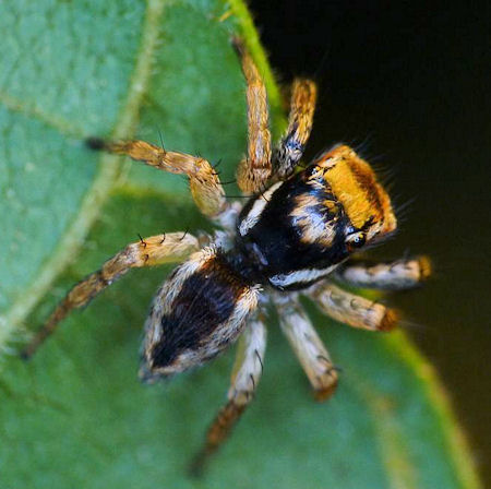 Jotus minutus