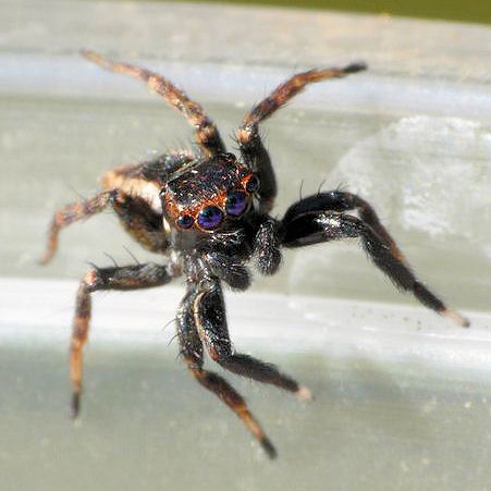 Jotus minutus