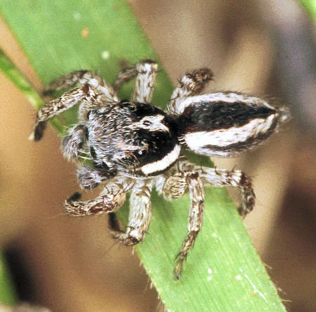 Jotus minutus