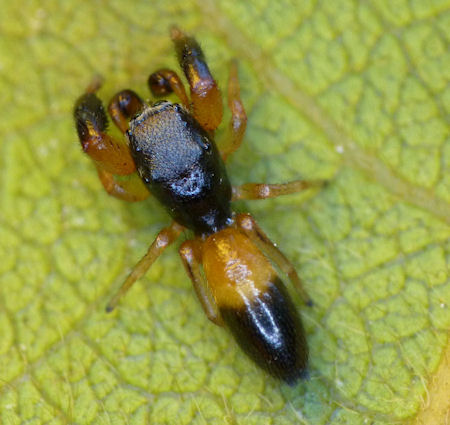 Judalana lutea