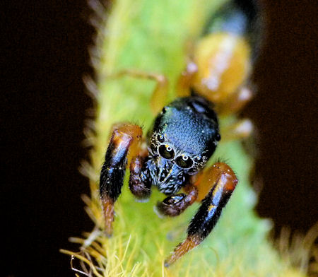 Judalana lutea