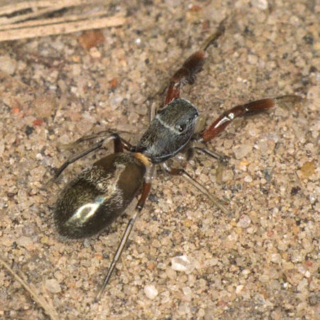 Ligonipes semitectus