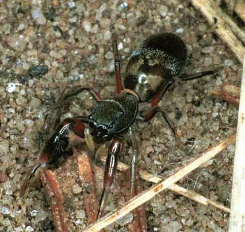 Ligonipes semitectus
