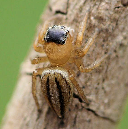 Lycidas scutulatus