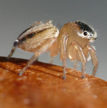 Lycidas scutulatus