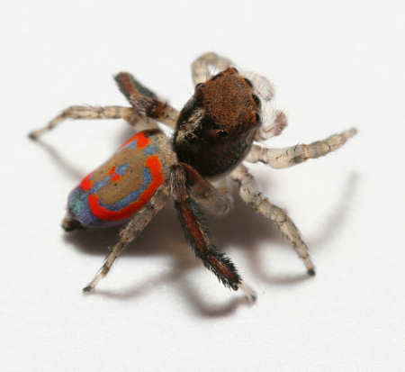 Maratus pavonis