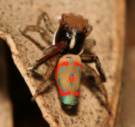 Maratus_pavonis