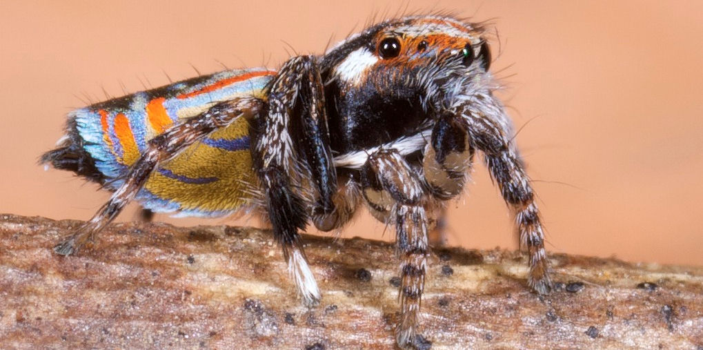 Maratus volans