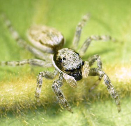 Menemerus bivittatus male