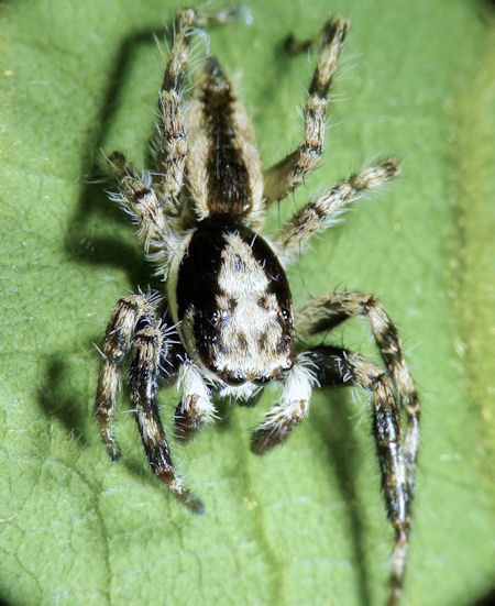 Menemerus bivittatus female