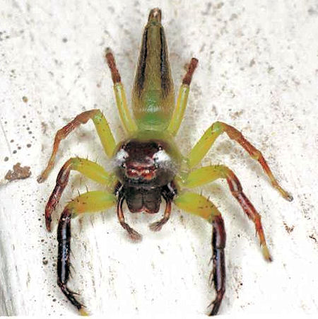 Mopsus_penicillatus_F0682