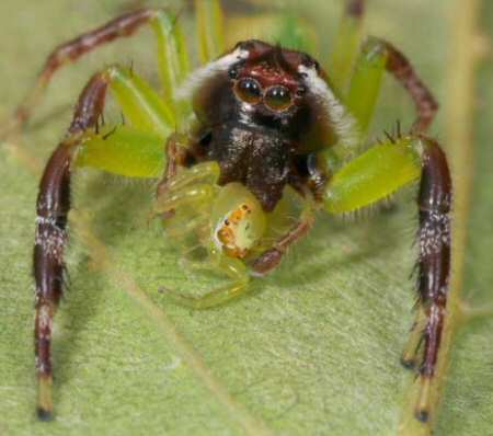 Mopsus mormon