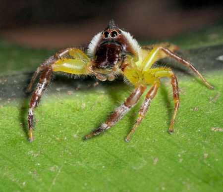 Mopsus mormon