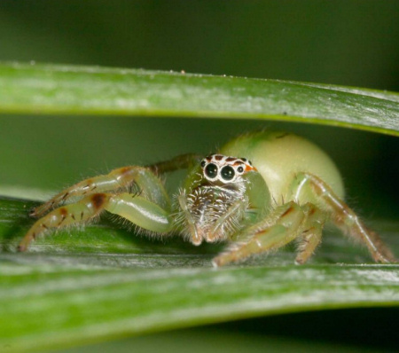 Mopsus mormon