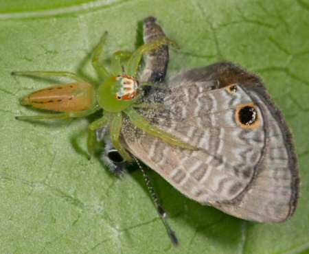Mopsus mormon