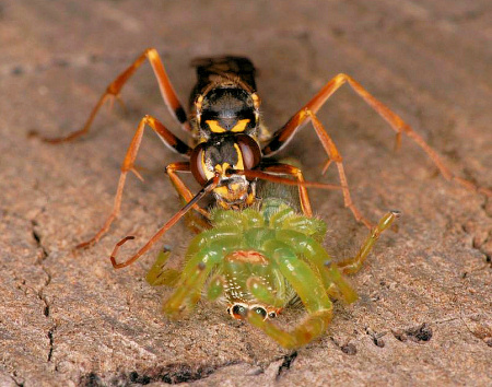 Mopsus mormon