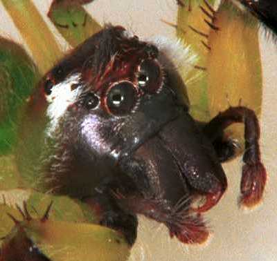 Mopsus mormon
