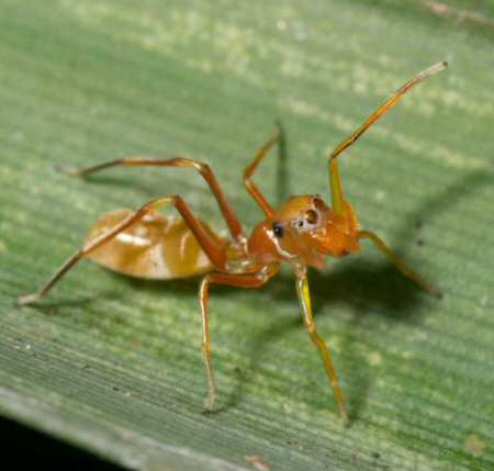 Myrmarachne smaragdina
