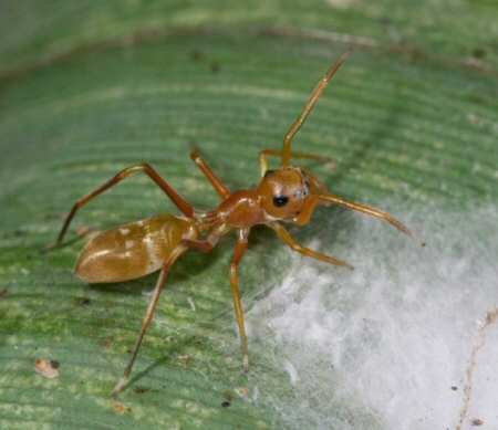 Myrmarachne smaragdina