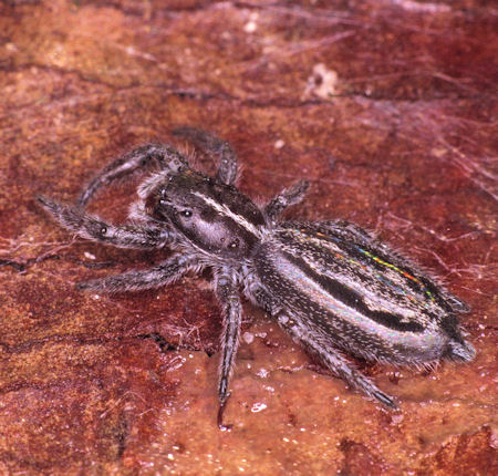 Ocrisiona leucocomis