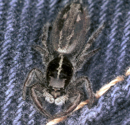 Ocrisiona leucocomis