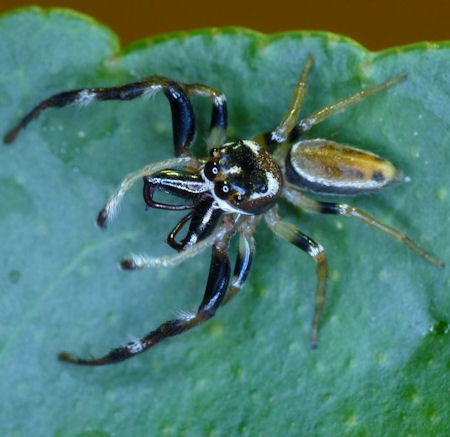 Opisthoncus ZZ031