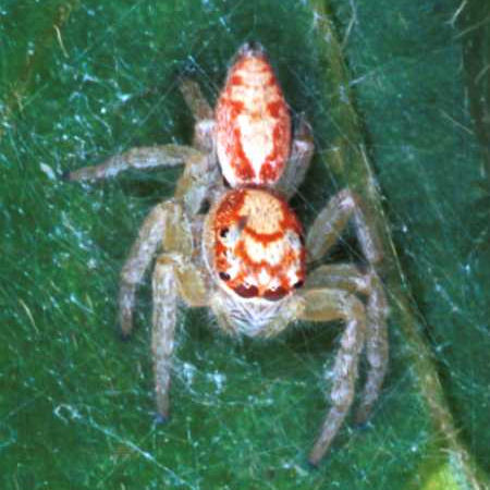 Opisthoncus_ZZ049