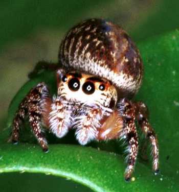 Opisthoncus_ZZ050_RF0237
