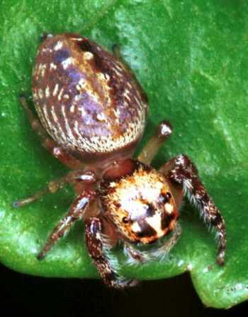 Opisthoncus_ZZ050_RF0238