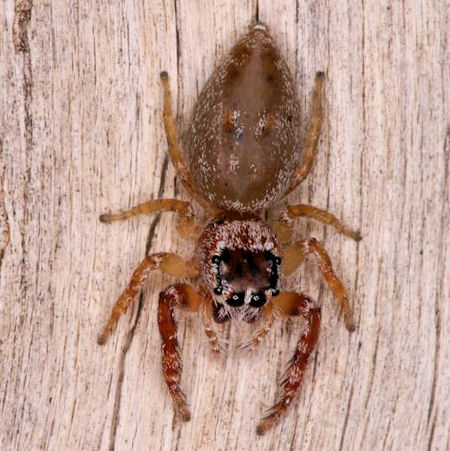 Opisthoncus ZZ398