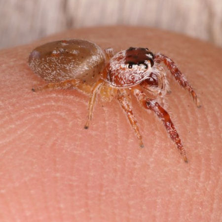 Opisthoncus ZZ398