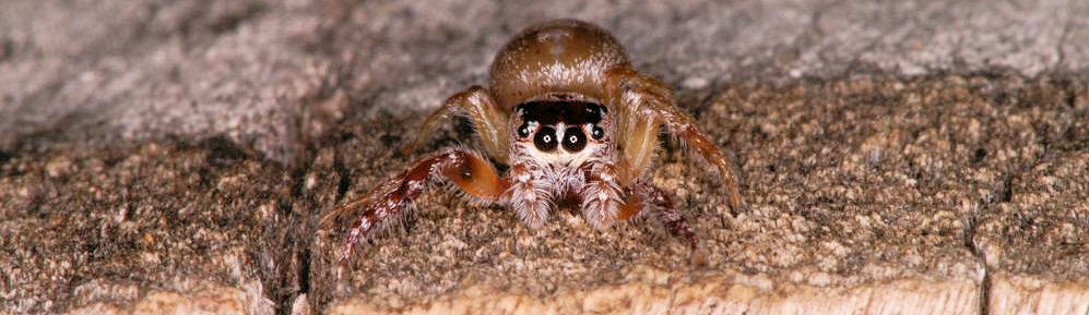 Opisthoncus