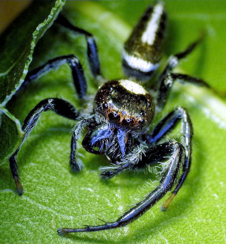 Opisthoncus mordax