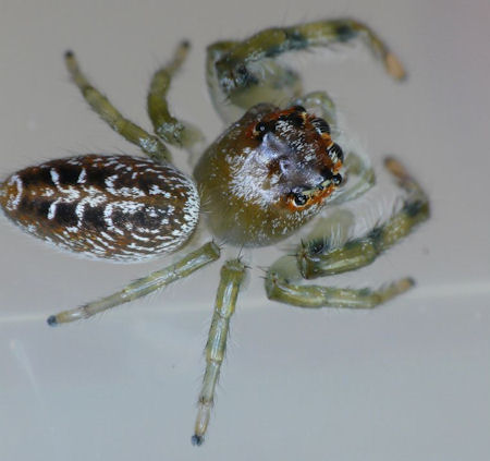 Opisthoncus mordax