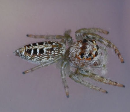 Opisthoncus mordax