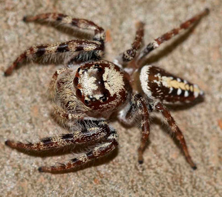 Opisthoncus parcedentatus