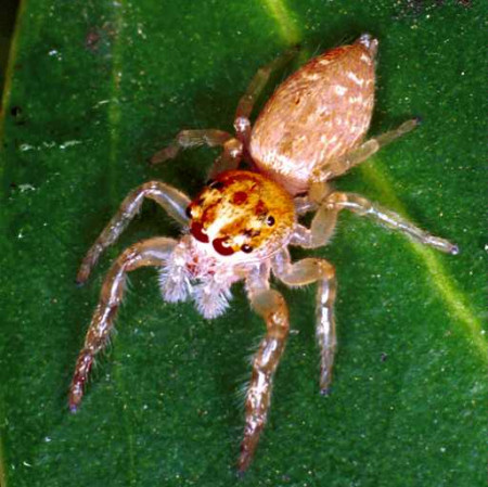 Opisthoncus parcedentatus_F0622