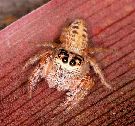 Opisthoncus parcedentatus